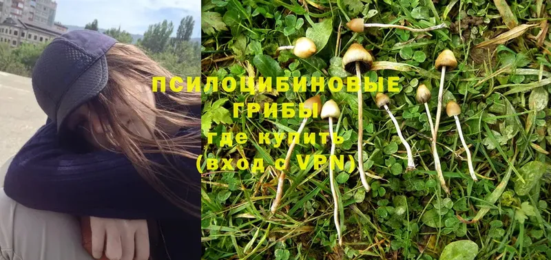 Псилоцибиновые грибы Magic Shrooms  Аркадак 